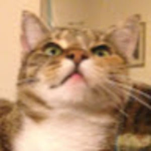 Meet your Posher, Heidi